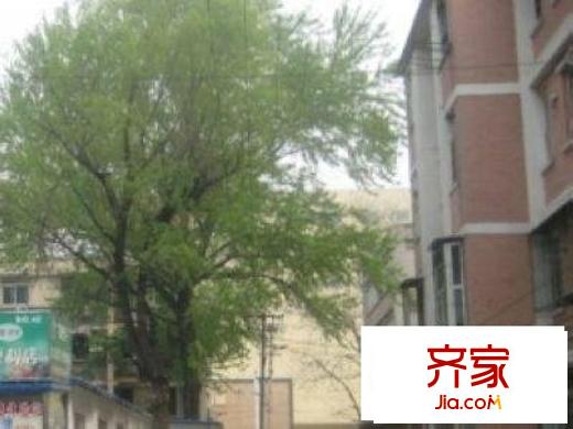酒仙桥十二街坊外景图绿化