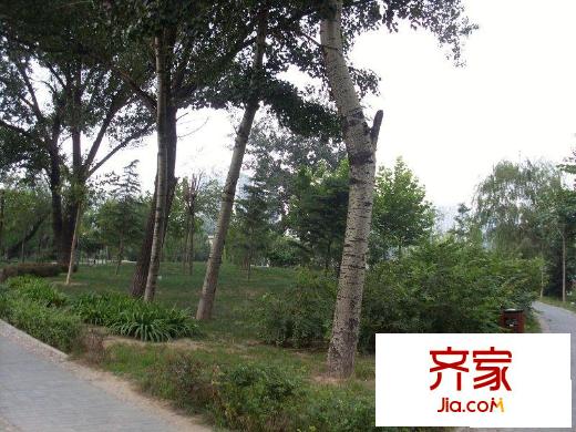 左家庄西街外景图绿化