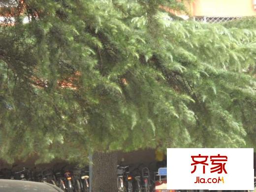 万寿路20号院实景图绿化图