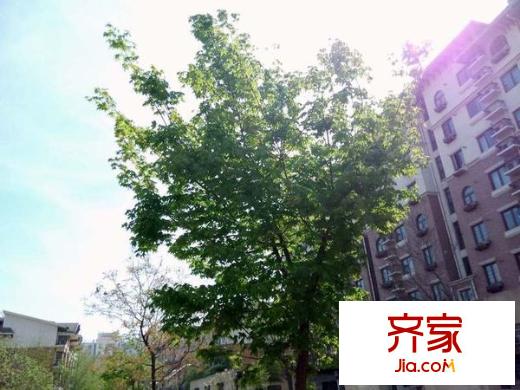 珠江国际城外景图