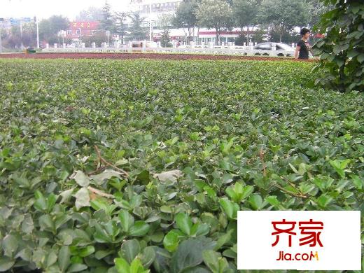 杨庄11号院外景图小区外绿化