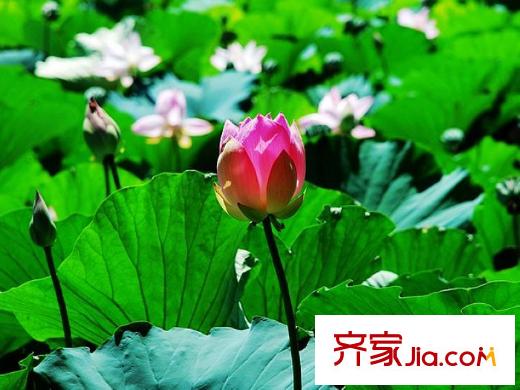 顺鑫山语溪配套图周边配套――汉石桥湿地公园