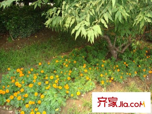 国旺胡同配套图绿化图