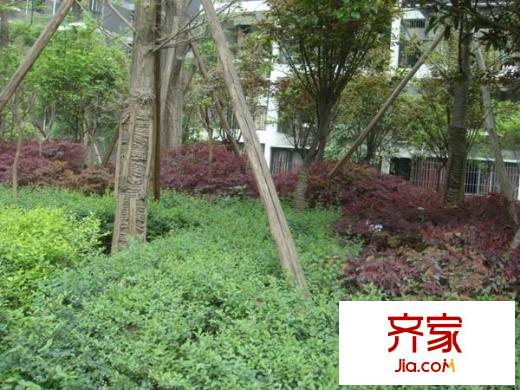 東立光華杏林外景圖