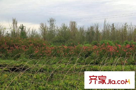 金馬湖壹號花木基地