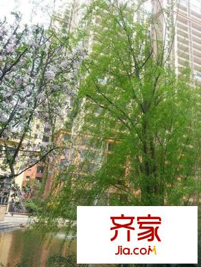 蜀郡又一城項目綠化（2013-06）
