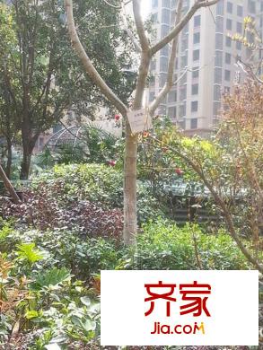 蜀郡又一城小區(qū)內(nèi)部綠化（2013-06）