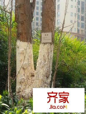 蜀郡又一城小區(qū)內(nèi)部綠化（2013-06）