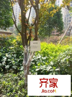 蜀郡又一城小區(qū)內(nèi)部綠化（2013-06）