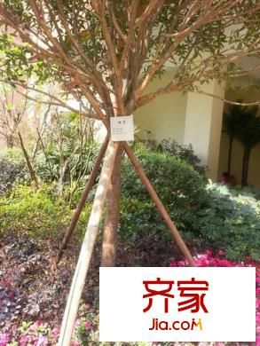 蜀郡又一城小區(qū)內(nèi)部綠化（2013-06）