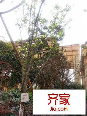 蜀郡又一城小區(qū)內(nèi)部綠化（2013-06）