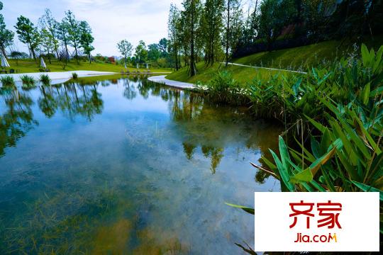 麓湖生態(tài)城麒麟薈項目綠化實景（2015-12-25）