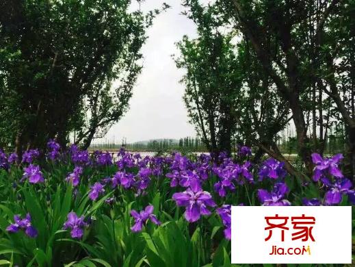 保利獅子湖社區(qū)花卉（2015-11）