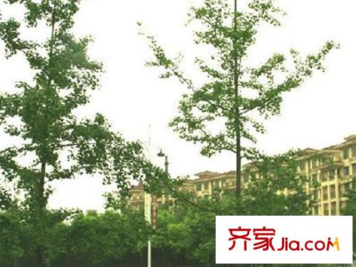 港基疊香莊園配套圖