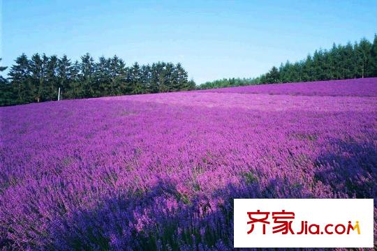 保利中央峰景薰衣草基地