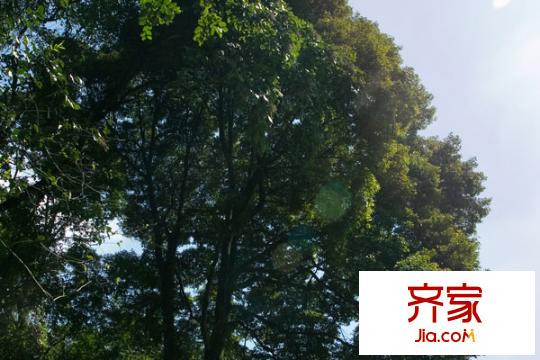 青城頂尚項(xiàng)目?jī)?nèi)綠化(2011-04)