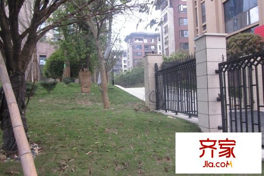 地泰御和苑草坪（2015.4.3）
