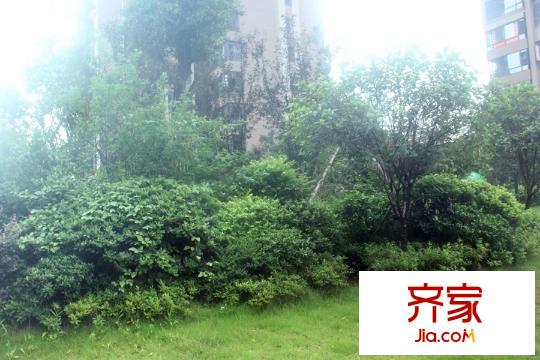 新里程瀟湘名城綠化植物（2015.7.6）