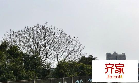 金象家園