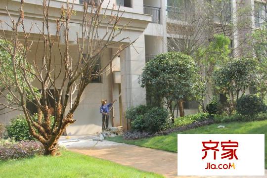 格瀾郡項(xiàng)目入戶大廳前綠化（2012.12.14）