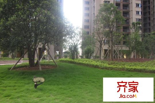江河?xùn)|瀾灣綠化景觀（2015.6.26）