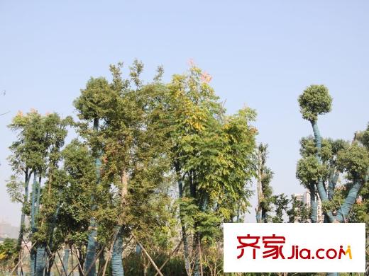 地華梅溪湖畔周邊梅溪湖樹木