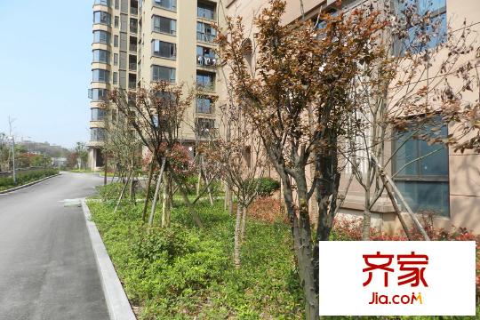 中一九駿小區(qū)綠化（2015.3.25）