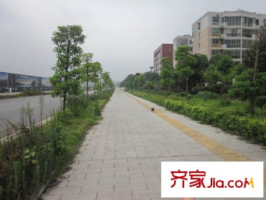 天麓周邊公路綠化帶