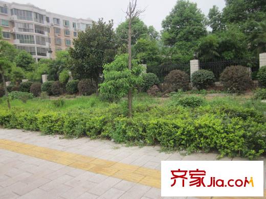 天麓周邊道路綠化帶