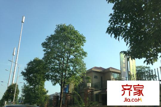 四季星城小區(qū)綠化（2015.12.10）