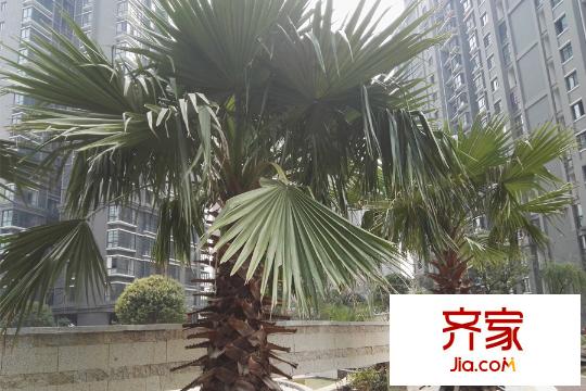 豐源國(guó)際小區(qū)植被（2015.10.20）