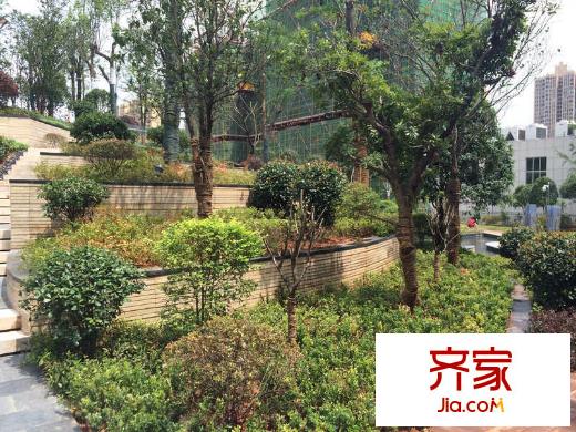 卓越蔚藍(lán)城邦園林樹木（2014.07.14）