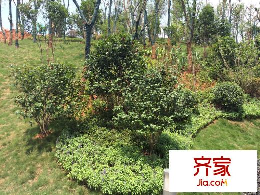 卓越蔚藍(lán)城邦園林實(shí)景（2014.07.14）