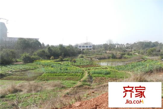 電建地產(chǎn)星湖灣高層旁邊菜地（2015.3.12）