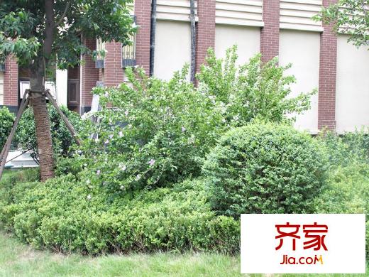 綠地國際花都外景圖社區(qū)實(shí)景（2013-8-05）