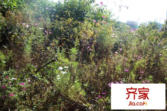 銀豐唐郡?荷花園園林（2014-11-10）