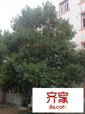 建設(shè)路民政局宿舍外景圖 