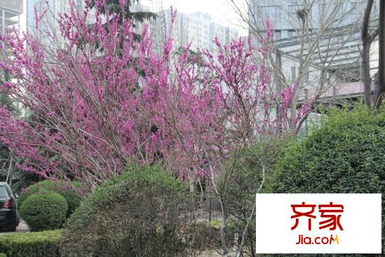 丁豪廣場綠化（2015-3-31）