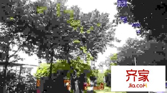 虹橋花園外景圖 
