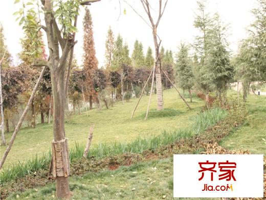 招商海公館景觀綠化（2013.12.22）