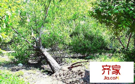北樹小區(qū)外景圖