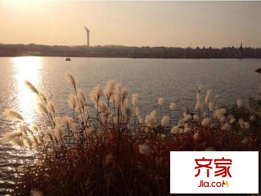 伴山湖蘆葦（2014-01-26 ）