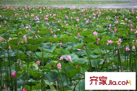 伴山湖周邊蓮花湖