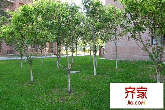 美好愿景一期園區(qū)綠化（2015-09-18）