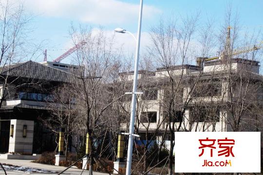 綠地?海域香庭門口樹木實景（2015-3-18）