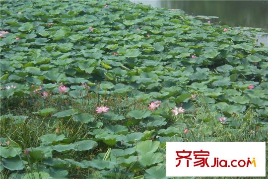 榮盛?坤湖酈舍周邊配套-地坤湖