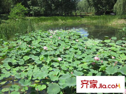 保利溪湖林語荷花池塘（2013-07）