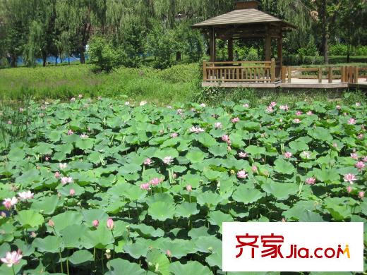 保利溪湖林語荷花池塘（2013-07）