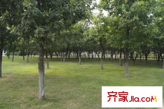 國(guó)御溫泉度假小鎮(zhèn)周邊配套-樹(shù)林