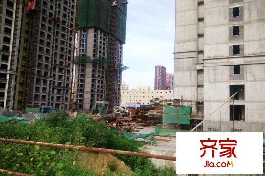 萬(wàn)錦?香樟樹(shù)